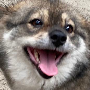 妞妞 图片找不到了